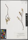 Foto von Salix repens L.